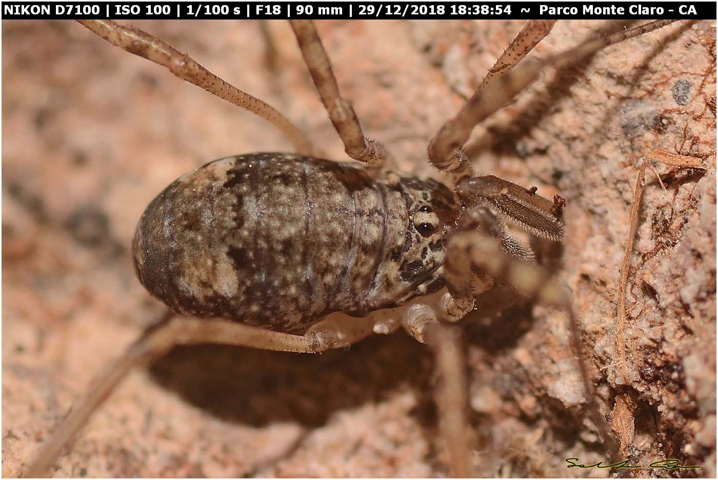 Dicranopalpus brevipes (Phalangiidae) - Nuova pubblicazione